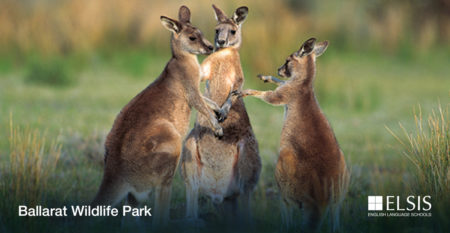 Ballarat Wildlife Park